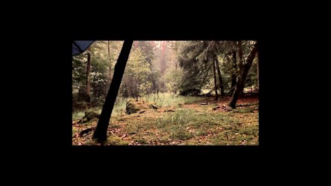 Gentle Rain In Forest On Tent - Rainy Morning In An Old Mystic Forest