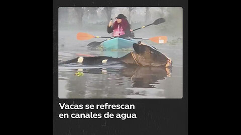 Vacas sorprenden a turistas al bañarse en los canales de Xochimilco en México