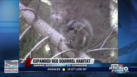 Environmentalists want Arizona squirrels' habitat expanded