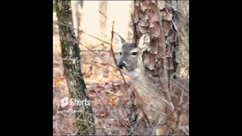 Deer in the forest