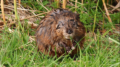 MUSKRAT（麝香鼠）