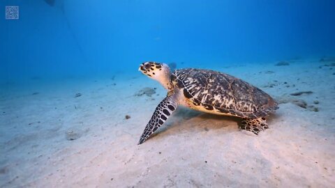 TURTLE PARADISE - a Nature Relaxation Underwater Ambient Film ft Relax Mood