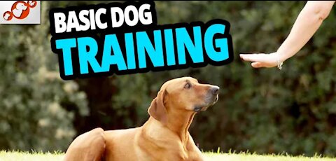 Basic dog training - Top 10 Essential Commands every dog should know