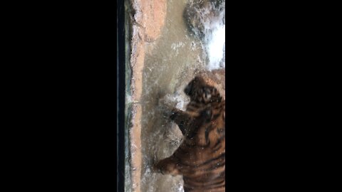 Tiger royally walks in water