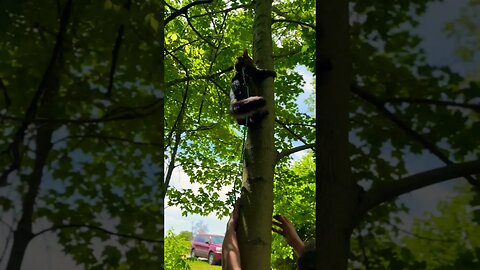 Helping a cat down from a tree! 🙀 | Best cat videos #shorts#cats#bestcats#cutecats