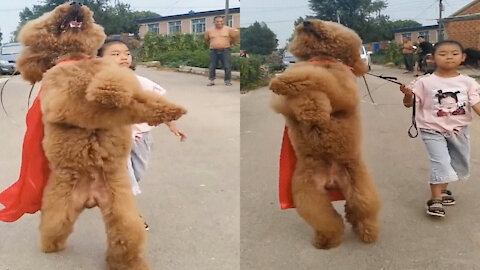 poodle walking on his hind as he`s superman #poodle #poodlelove #poodlemix #dogs #doglover