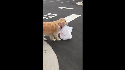 Golden Retriever Delivers Food For Curbside Pickup