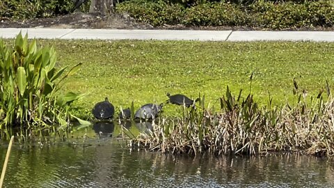 Walk with Turtles #4K #Turtles #walks