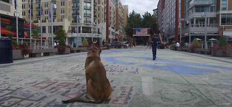 Dog Training - Belgian Malinois Training