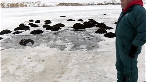 Cows Water Basin Froze - 30 Cows went onto Okanagan Lake and Drowned. "No one is at fault"