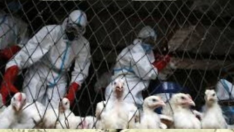 091224 BIrd Flu Hoax New Gov Meeting In Oct - What Will Be Discussed Scary