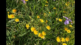 Southeast Texas Backyard Wildlife 128