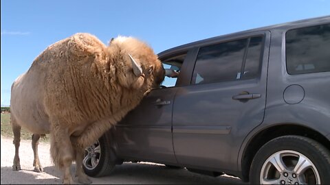 African Safari Wildlife Park welcomes record crowds