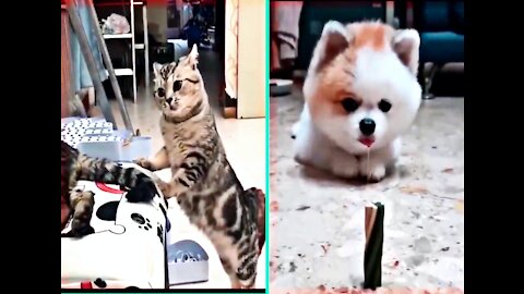 Top funny cat and pets video of the best moments cat fight