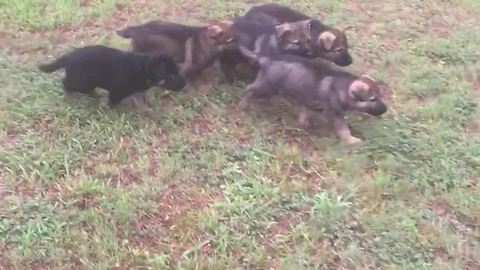 German Shepherd mom lovingly feeds her pups