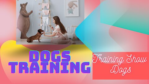 Training Show Dogs, Where do you start? With Eric Salas !Target Training ! Dogs Training