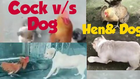 Cock v/s Dog Fight Funny Video Chicken v/s Dog