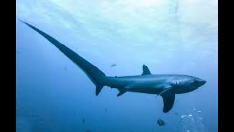 Unseen Video,Thresher shark Hunting the Prey | Rare Footage |