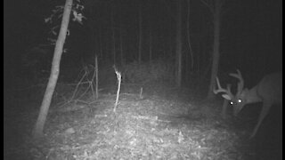 Trail camera footage