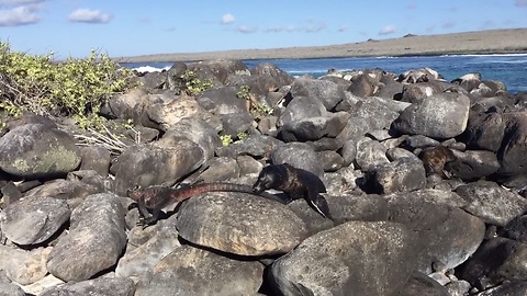 Curious Baby Sea Lion Enjoys Chasing Iguana’s Tail