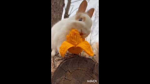 The rabbit is eating mango