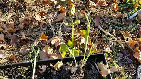 When You Leave Garlic Root Nodes In The Soil, What Happens???