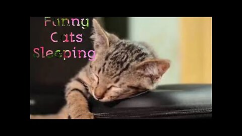 Funny Cats Sleeping in Weird Positions Compilation