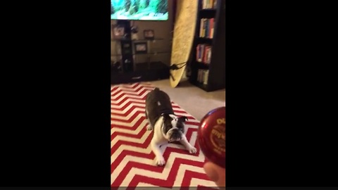 English Bulldog humorously unsure about yo-yo