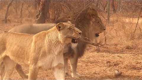 Silly Lion Plays Fetch Like A Dog