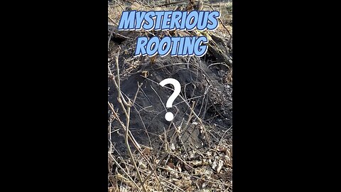 Mysterious animal rooting