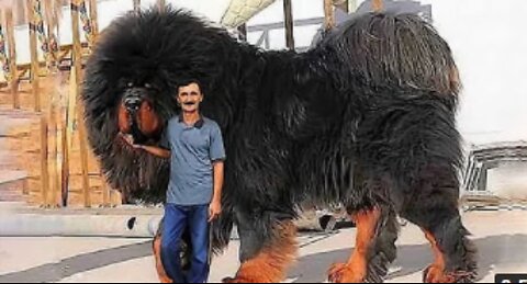 15 Most Expensive Dogs in the World