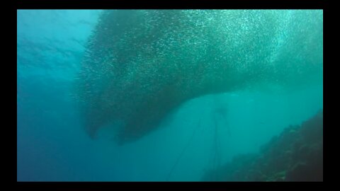 Massive School of Sardines- Philippines