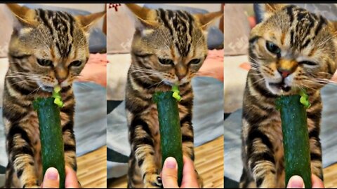 Cat eating Cucumbers 🥒 😀