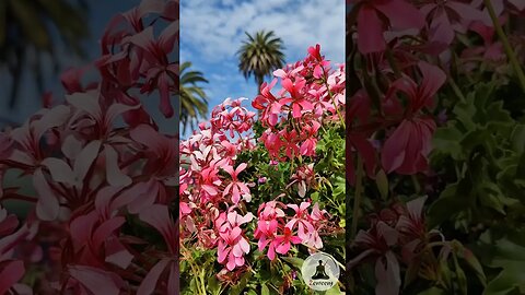 Relaxing Pink Ivyleaf Geraniums in the Sunlight