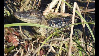 Florida Georgia Line GATORS, BIRDS, and a SNAKE!