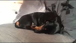 Ce chien couine alors qu'il dort