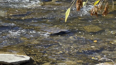 Humber River James Gardens Toronto Salmon