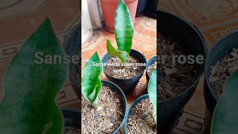 sansevieria#shorts