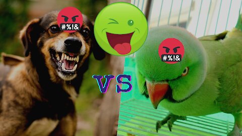 Best Of Funny Parrots Annoying Dogs Compilation || NEW 2021 HD