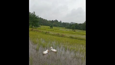 couple of ducks in a paddy field