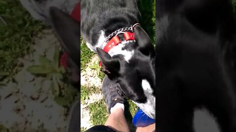 Australian Cattle Dog Playing Frisbee