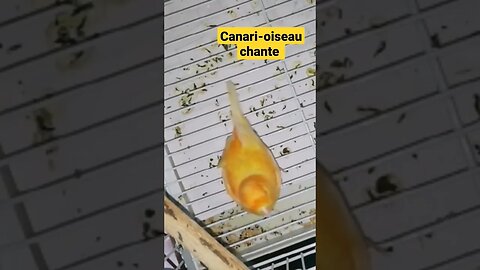 Canari-oiseau chante