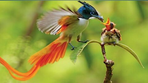 Northern Cardinals feeding baby birds FYV