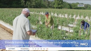 Farmers prepare for harvest season and Covid-19