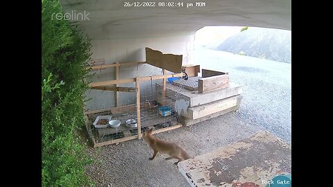 Fox cub no food boxing day