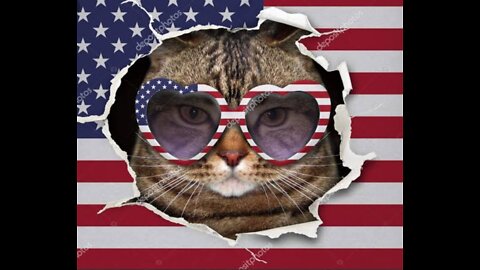 🇺🇲 American cute cat😹😹 funny shorts🇺🇲