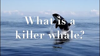 What is a killer whale?