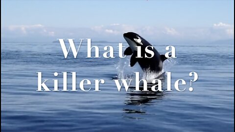 What is a killer whale?