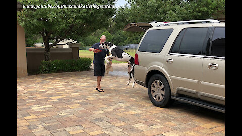 Excited Great Dane loves to help with the groceries