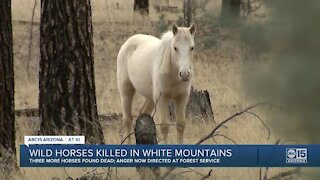 Wild horses killed in White Mountains